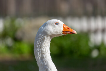 Portrait of a goose at a farm