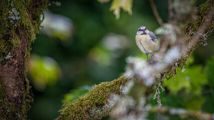 A Eurasian blue tit (Cyanistes caeruleus) sitting on garden tree branch