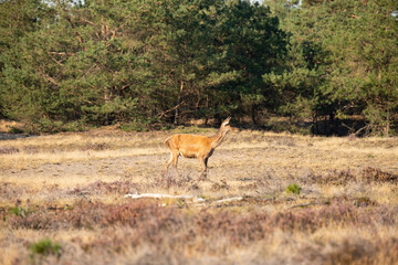 Red Deer, taking Mudbath