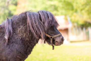 Portrait of a Shetland pony at a farm