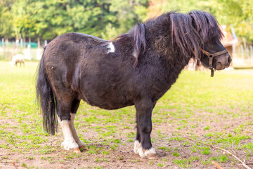 Portrait of a Shetland pony at a farm