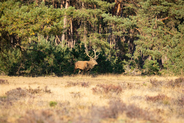 Red Deer, taking Mudbath