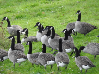 Canadian geese