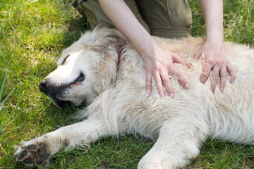 close up of hands pet labrador dog