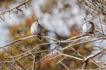 Crested Pigeons in a tree
