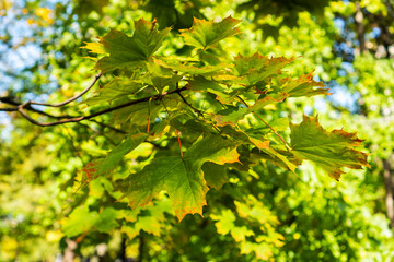 Fototapeta na wymiar Maple branch with green and yellowed autumn leaves. Early autumn.