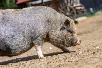 Portrait of a pot-bellied pig at a farm