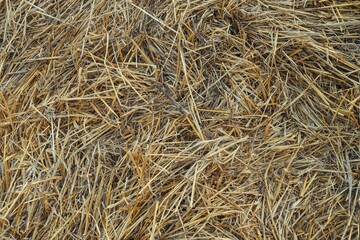 Dried haystack background. Dry yellow golden colors straw texture. Forage for livestock. Abstract natural agricultural and livestock background