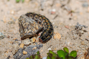 Pasture Day Moth caterpillar on the ground
