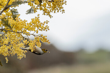 Silvereye looking for food in a Silver Wattle