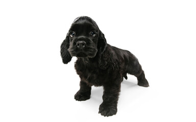 American cocker spaniel puppy posing. Cute dark-black doggy or pet playing on white background. Looks attented and playful. Studio photoshot. Concept of motion, movement, action. Copyspace.