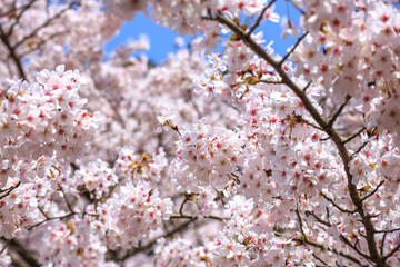 桜の花　春のイメージ