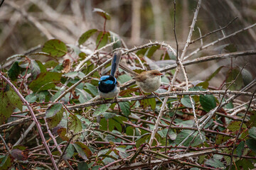 Superb Fairy-wren male and female on a blackberry bush