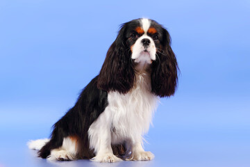 Cocker Spaniel on a blue background