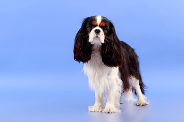 Cocker Spaniel on a blue background