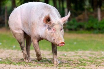Portrait of a pig at a farm