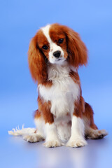 Cocker Spaniel on a blue background