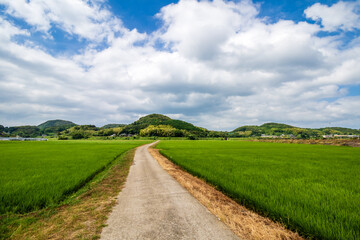 Fototapeta na wymiar 水田と田舎道　日本の田舎のイメージ