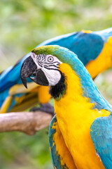 ルリコンゴウインコのポートレート