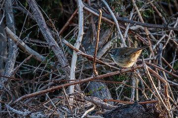 White-browed Scrubwren beside a river