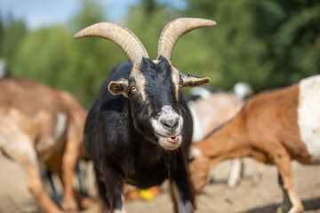 Portrait of a goat at a farm