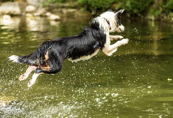 Pastore australiano, 