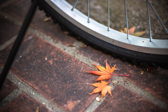 紅葉と自転車　秋のイメージ