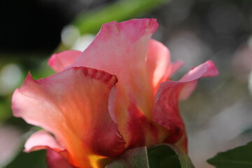 Fototapeta premium Rose