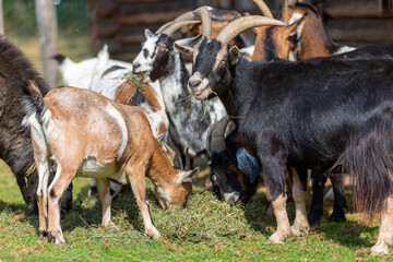 Portrait of a goat at a farm