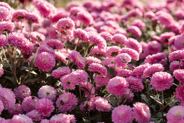 Bright natural rich background from chrysanthemums. Autumn flowers in city garden.  Multicolored flowers and herbs. Screensaver for screens. Minsk, September.
