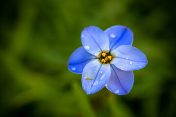 ハナニラの花　春のイメージ