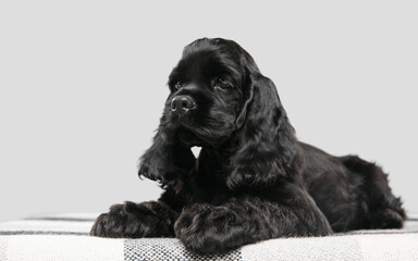 American cocker spaniel puppy posing. Cute dark-black doggy or pet playing on grey background....