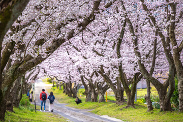 Obraz premium 桜のアーチ 春のイメージ