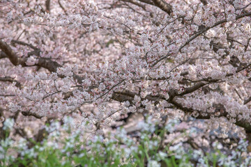 桜の花　春のイメージ