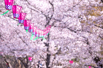 桜とランタン　春のイメージ