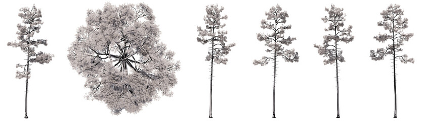 Set or collection of drawings of Pine group  trees isolated on white background . Concept or conceptual 3d illustration for nature, ecology and conservation, strength and endurance, force and life
