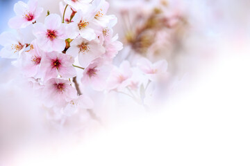 桜の花　春のイメージ