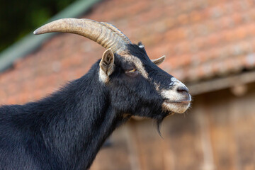 Portrait of a goat at a farm