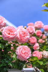 バラの花