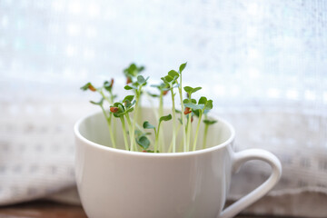 かいわれ大根の室内栽培