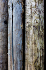 Closeup of logs trees laying against each-other