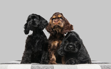 American cocker spaniel puppies posing. Cute dark-black doggies or pets playing on grey background. Look attented and playful. Studio photoshot. Concept of motion, movement, action. Copyspace.