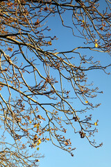 Rare autumn leaves on a tree and bright blue sky. Selective focus.