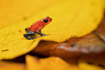 Strawberry poison frog or strawberry poison-dart frog (Oophaga pumilio, formerly Dendrobates pumilio) is a species of small poison dart frog found in Central America.