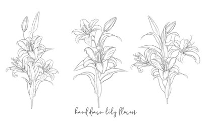hand drawn beautiful  lily bouquets 