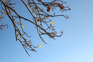 Rare autumn leaves on a tree and bright blue sky. Selective focus.