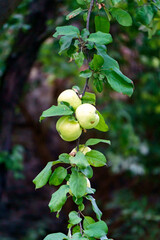 Green apples on a branch ready to be harvested, outdoors.