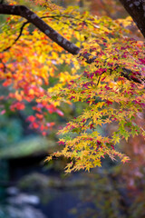 紅葉　秋のイメージ