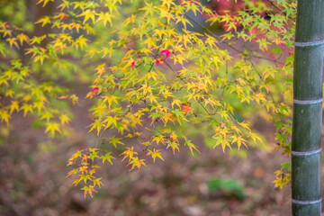 竹と紅葉　和風な秋のイメージ