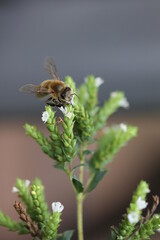 Biene auf Oreganoblüte 3